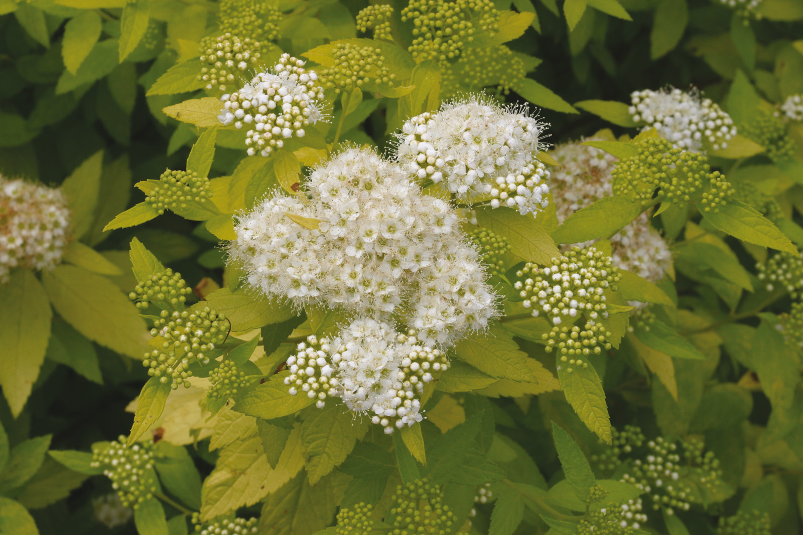Spiraea japonica 'White Gold'